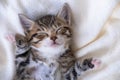 Small smiling striped kitten lying on back sleeping on white blanket. Concept of cute adorable pets cats