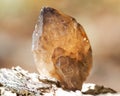 Small Smokey Citrine cluster from Congo on fibrous tree bark in the forest. Royalty Free Stock Photo