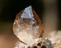 Small Smokey Citrine cluster from Congo on fibrous tree bark in the forest. Royalty Free Stock Photo