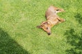 Small smooth-haired dog on the grass