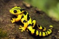 a small smooth lemon salamander crawled out to rest on rock.