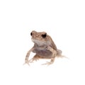Small smooth-sided toad isolated on white background Royalty Free Stock Photo