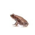 Small smooth-sided toad isolated on white background Royalty Free Stock Photo