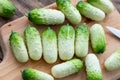 Small snack cocktail Dutch cucumbers Quirk variety on wooden background, selective focus Royalty Free Stock Photo