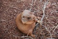 Small Snacking Prairie Dog Eating Straw or Hay