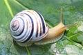 Small snail