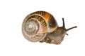 Small snail Royalty Free Stock Photo