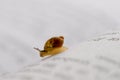 Small snail Royalty Free Stock Photo