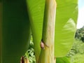 small snail on the banana tree Royalty Free Stock Photo