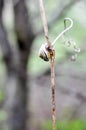 Small snail on the branch, against the blurry background, on a meadow
