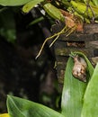 Small snail brown color with antenna in natural shell climb on green leaf for eating. animal wildlife growing outdoor garden in th Royalty Free Stock Photo