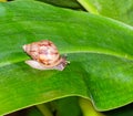 Small snail brown color gastropod crawl with antenna in natural shell climb on green leaf for eating. animal wildlife growing outd Royalty Free Stock Photo