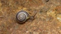 Small snail on a brown wet rock Royalty Free Stock Photo