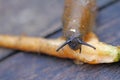 Slug, rasping on small carrot