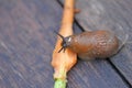 Slug, rasping on small carrot