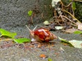 Small snail at cement with raining day