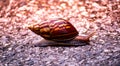 Small snail climb alone on the middle road in the morning with beautiful sunlight background.