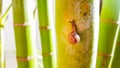 Small snail climbing green palm tree trunk in a home garden. Royalty Free Stock Photo