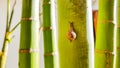 Small snail climbing green palm tree trunk in a home garden. Royalty Free Stock Photo