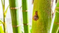 Small snail climbing green palm tree trunk in a home garden. Royalty Free Stock Photo