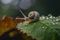 Small snail climbing on a leaf