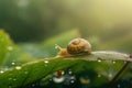 Small snail climbing on a leaf