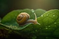 Small snail climbing on a leaf