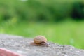 A small snail clinging on concrete wall. Royalty Free Stock Photo