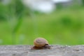 A small snail clinging on concrete wall. Royalty Free Stock Photo