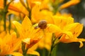 Small Snail Crawling On Flower In Garden Royalty Free Stock Photo