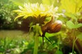 A Small Snail Crawling On The Flower Of A Yellow Dandelion