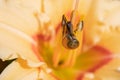 small snail crawling at pestle and stamens of beautiful deep yellow lily. extreme macro Royalty Free Stock Photo