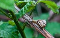 Snail garden