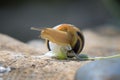 A small snail crawls over the stone, which is near the pond