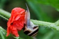 Flower, red, background, snail, nature, natural, garden, plant, macro, color, closeup, beautiful, beauty, green, summer, animal, c Royalty Free Stock Photo