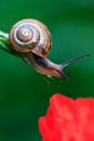 Flower, red, background, snail, nature, natural, garden, plant, macro, color, closeup, beautiful, beauty, green, summer, animal, c Royalty Free Stock Photo