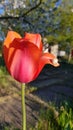 Small snail on curved petal of beautiful red tulip in spring. Orange red tulip petals closeup. Blooming season. Snail on tulip