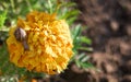 Small Snail Eating Yellow Flower Royalty Free Stock Photo