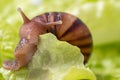 The small snail eats a leaf of lettuce or grass. Front view of the mouth of a snail chewing grass