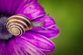 A small snail on the flower