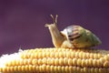 A small snail is foraging on a corn cob that falls on the ground. Royalty Free Stock Photo