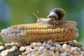 A small snail is foraging on a corn cob that falls on the ground. Royalty Free Stock Photo