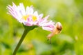 Small snail on a garden flower. Close-up and macro Royalty Free Stock Photo