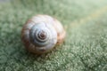 The small snail in the garden