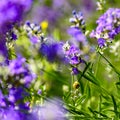 Small snail Gastropoda on lavender Lavandula angustifolia Royalty Free Stock Photo