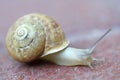 Small snail gliding, very short depth of focus Royalty Free Stock Photo