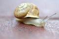 Small snail gliding