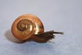 Small snail on a gray Royalty Free Stock Photo