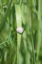Small snail on green grass closeup view of it Royalty Free Stock Photo