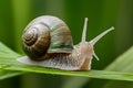 Small snail green, nature macro photography, wildlife closeup shot Royalty Free Stock Photo